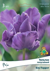 Луковицы тюльпана ПОИСК Блу Пэррот 3 шт