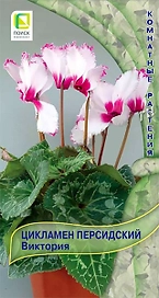 Семена Цикламена персидского ПОИСК Виктория 2 шт