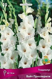 Луковицы Гладиолуса ПОИСК Вайт прос- перити 3 x 3 шт