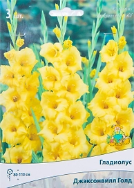 Луковицы Гладиолуса ПОИСК Джэксонвил голд 3 x 3 шт