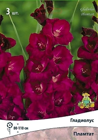 Луковицы гладиолуса крупноцветкового пламтат 3 x 3 шт