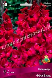 Луковицы Гладиолуса ПОИСК Фест блад 3 х3 шт