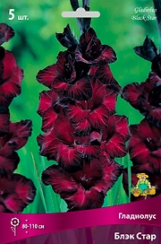 Луковицы Гладиолуса ПОИСК Блэк стар 5 x 5 шт