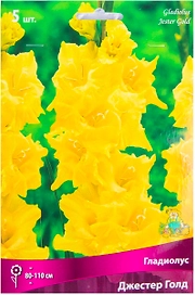 Луковицы Гладиолуса ПОИСК Джестер Голд 5 x 5 шт