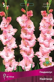 Луковицы Гладиолуса ПОИСК Найтмэр 5 x 5 шт