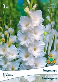 Луковицы Гладиолуса крупноцветкового ПОИСК Бангладеш 3 x 1 шт
