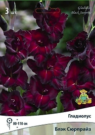 Луковицы гладиолуса  блэк сюрпрайз 3 шт