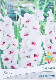 Луковицы Гладиолуса крупноцветкового ПОИСК Фьерентина 3 x 1 шт