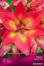 Луковица Лилии ПОИСК Арсенал