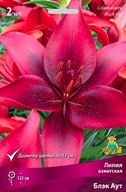 Луковица Лилии ПОИСК Блэк Аут