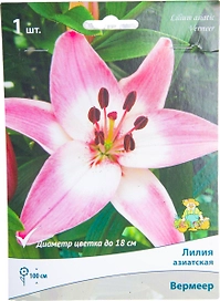 Луковица Лилии ПОИСК Вермеер