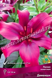 Луковица Лилии ПОИСК Дименшн