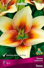 Луковицы лилии ПОИСК Тинос 1 шт