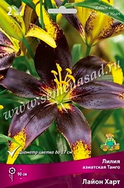 Луковица Лилии ПОИСК Лайон Харт