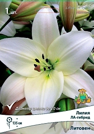 Луковицы лилии ПОИСК Литовен 2 шт