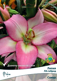 Луковица Лилии ЛА-гибрид ПОИСК Самур