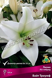 Луковица Лилии ПОИСК Вайт Триумф