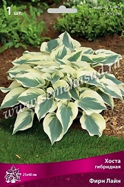 Корневище Хосты ПОИСК Фирн лайн