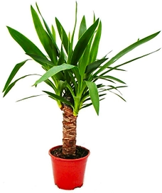 Растение юкка слоновая микс D19