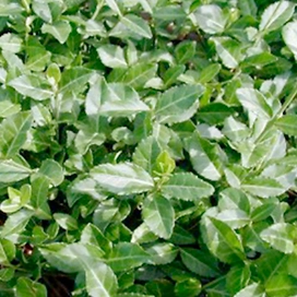 Саженец Бересклет Форчуна Эмералд Голд С1,5 Н20