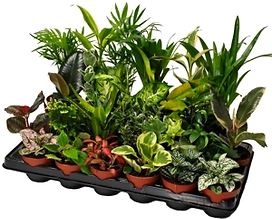 Растение плант-микс микс P8