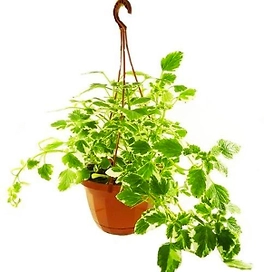 Растение Плектрантус в кашпо микс D23