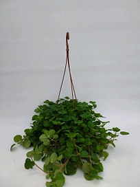 Растение пеперомия в кашпо микс D23