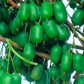 Саженец Актинидия С5 H30-40 в ассортименте