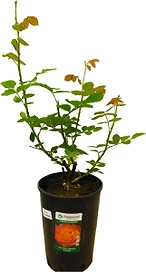 Саженец Роза Meilland Флорибунда С7 Н80 