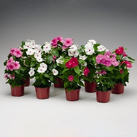 Саженец Барвинок С1,5 H10 в ассортименте