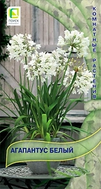 Семена Агапантус белый 5 шт