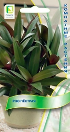 Семена Рэо пестрая 5 шт