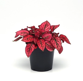 Растение Гипоэстес листоколосковый 50 см