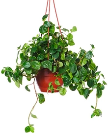 Растение Пеперомия 50 см