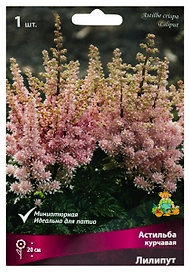 Растение Астильба Лилипут 1 шт