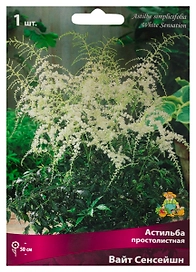 Растение Астильба Вайт Сенсейшн 1 шт