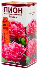 Растение Пион Молочноцветковый Бушела 1 шт