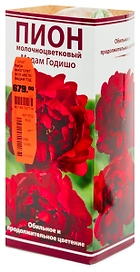 Растение Пион Молочноцветковый Мадам Год 1 шт