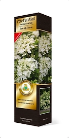 Растение гортензия Тач Оф Пинк C1 H37 см