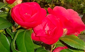 Растение камелия Мэри Виллимсен C1 H37 см