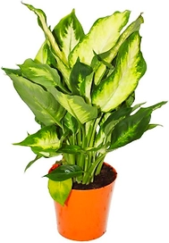 Раcтение Диффенбахия Камилла D17 H60