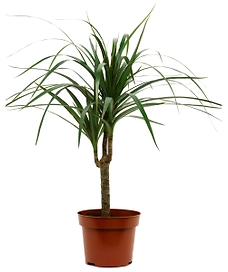 Раcтение Драцена Маргината 1СТ D11 H40