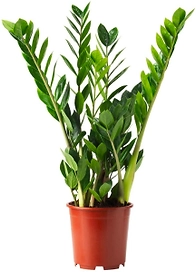 Растение Замиокулькас Микс D30 H110