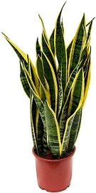 Растение Сансевиерия Микс D17 H65