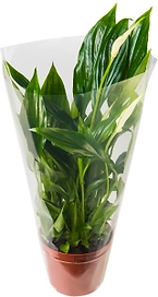 Растение Спатифиллум Свит Чико D13 H50 см