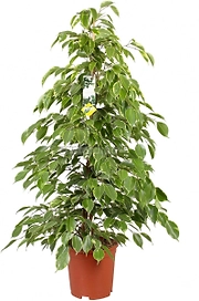 Растение Фикус Бенджамина Голд Кинг D17 H80