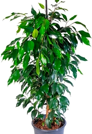 Растение Фикус Бенджамина Даниэль D21 H100