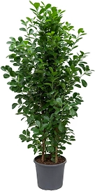 Растение Фикус Мокламе D17 H60 см