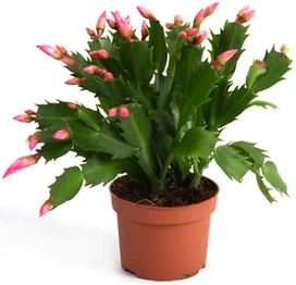 Растение Шлюмбергера Микс D9 H20