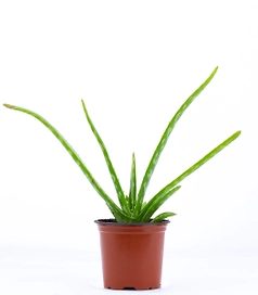 Растение Алое вера D12Н25
